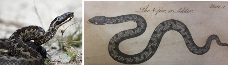 A viper next to an engraving from the book of a viper